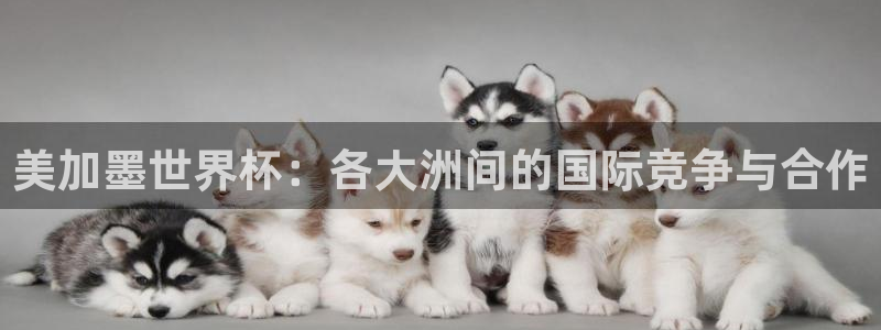 美加墨世界杯：各大洲间的国际竞争与合作